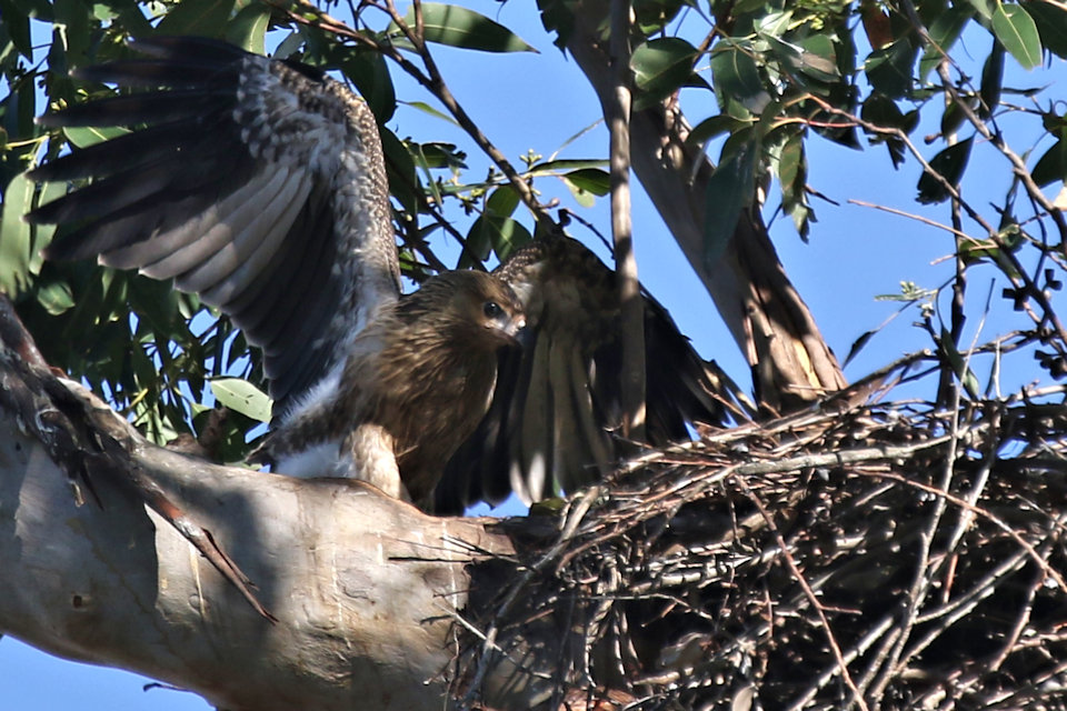 Whistling Kite (Haliastur sphenurus)